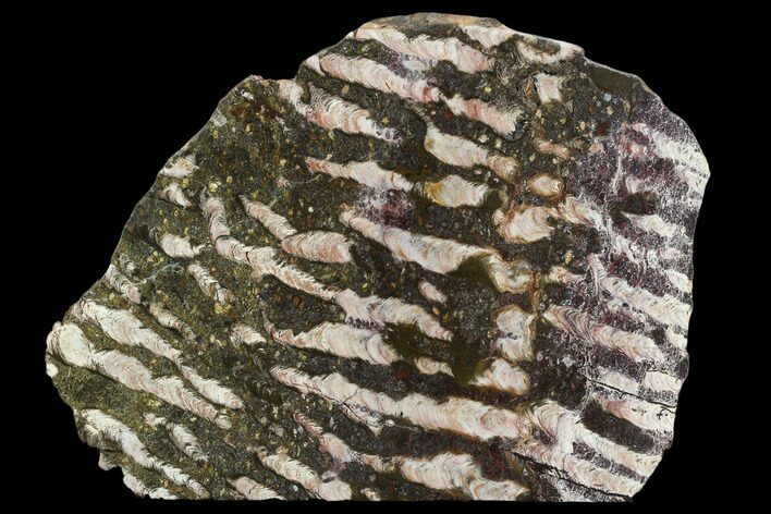 7.1" Polished Stromatolite (Collenia) Slab - Minnesota